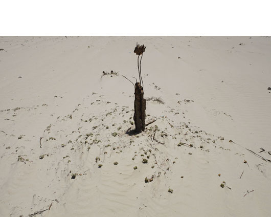 presence-in-absence02.jpg